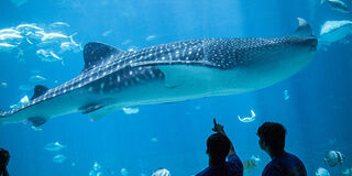 Georgia Aquarium