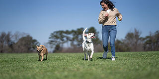 PetSafe